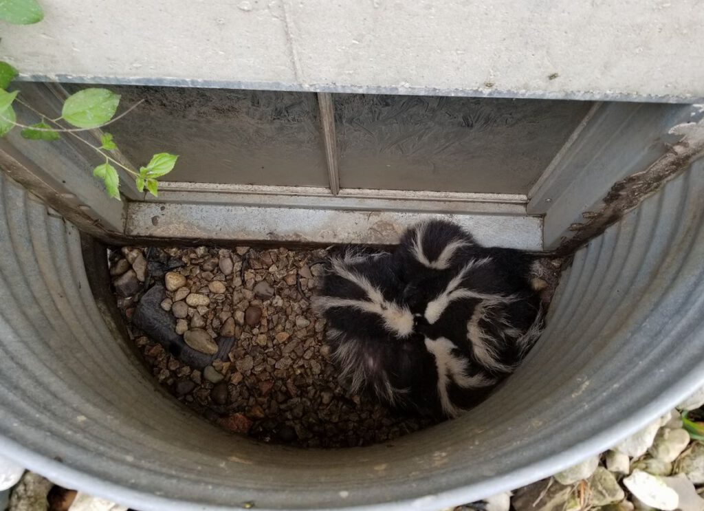 Skunk Removal Wildlife Removal in Central Kentucky