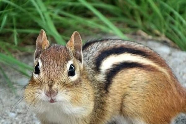 chipmunk-g325b17057_640