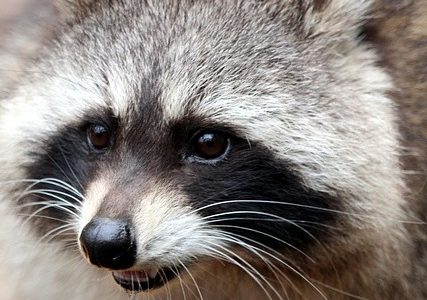raccoon-g21a31938f_640