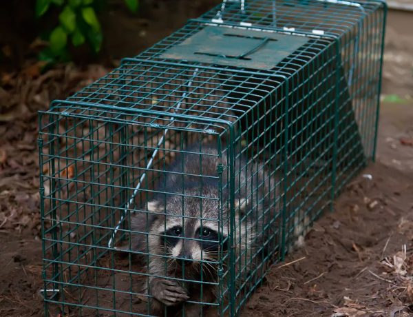 A raccoon trapped in a catch and release pest control trap.